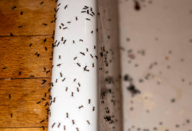 Best Commercial Pest Control Services  in Marietta, OH